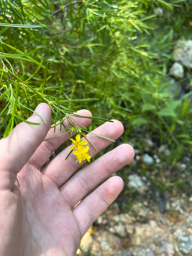 Bushy St. Johnswort (Hypericum densiflorum)