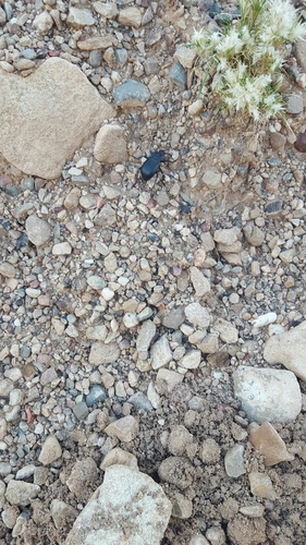 Stenomorpha obliterata