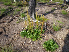 Solidago spathulata