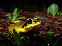 Madagascar Jumping Frog photo 2