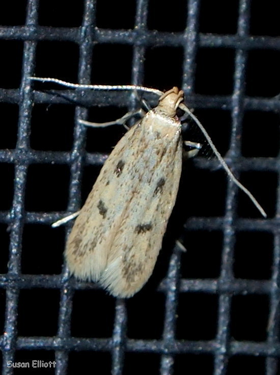 Carolana ascriptella