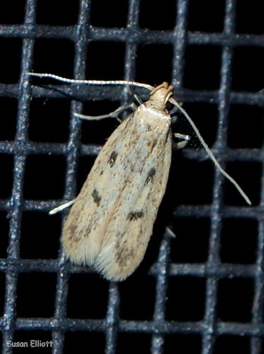 Carolana ascriptella