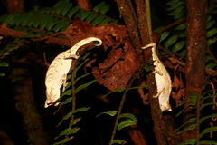 Brookesia superciliaris