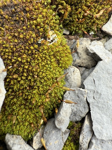 Ribbed Candlesnuffer Moss (Encalypta rhaptocarpa)