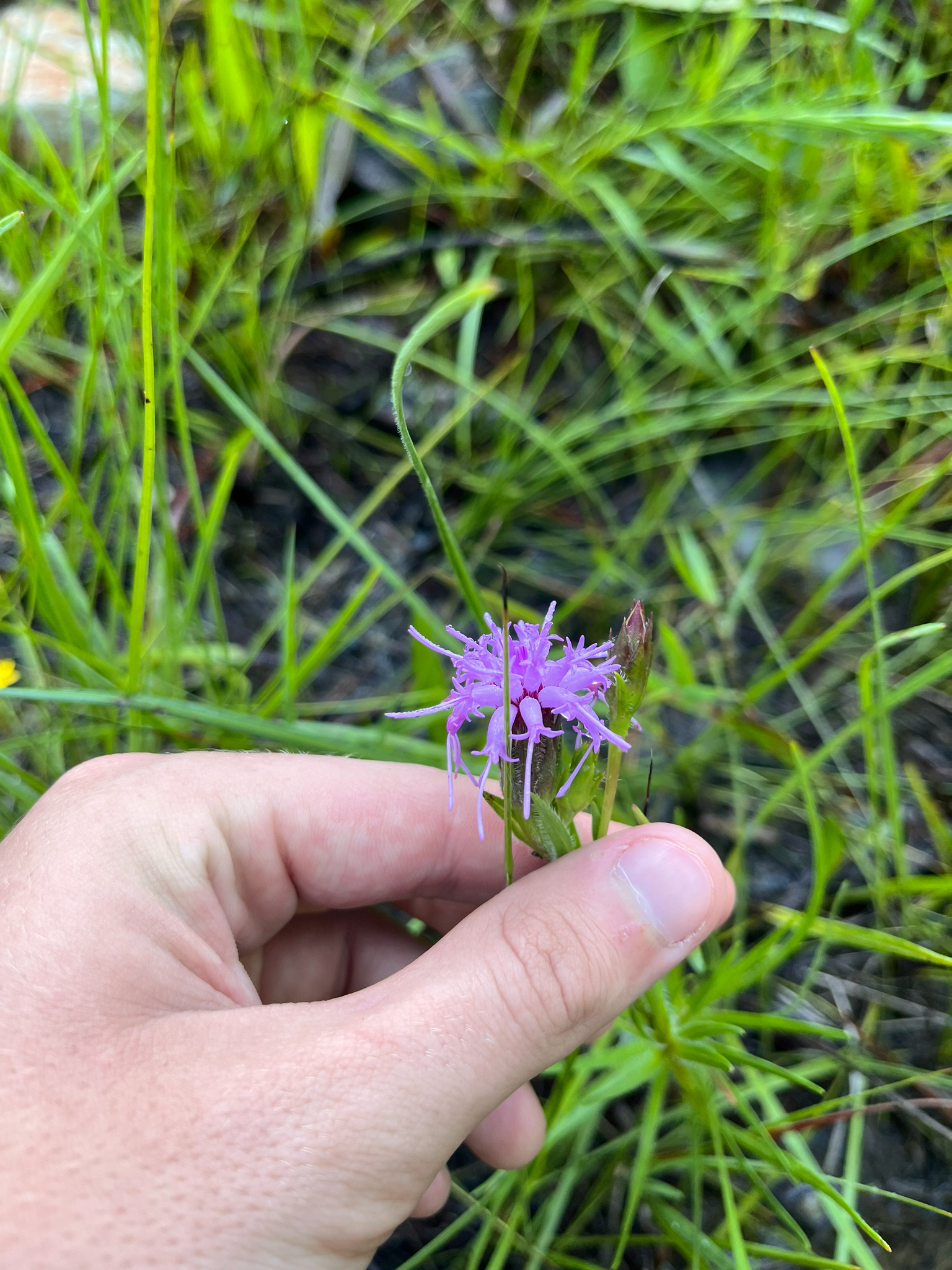 Cahaba Torch (Liatris oligocephala)