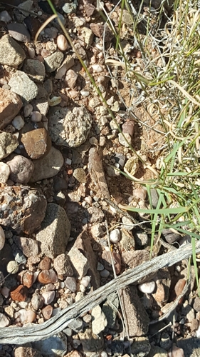 Pallid-winged Grasshopper