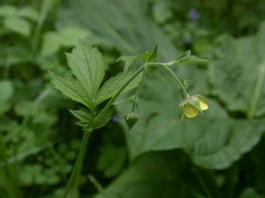 Geum × intermedium