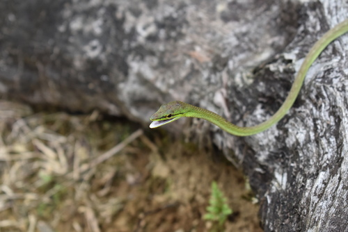 Photo of a Cope's Vine Snake (Oxybelis brevirostris)