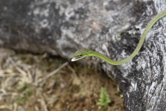 Oxybelis brevirostris