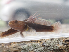 Dusky Tripletooth Goby photo 3