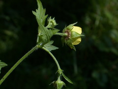 Geum × intermedium