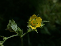 Geum × intermedium