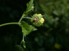 Geum × intermedium