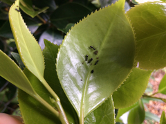 Technomyrmex jocosus