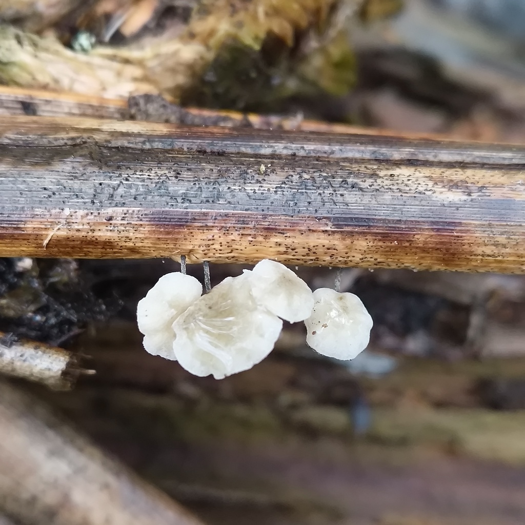 Campanella bonii