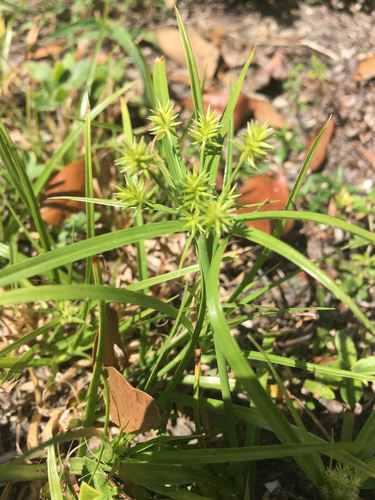 Cyperus croceus image