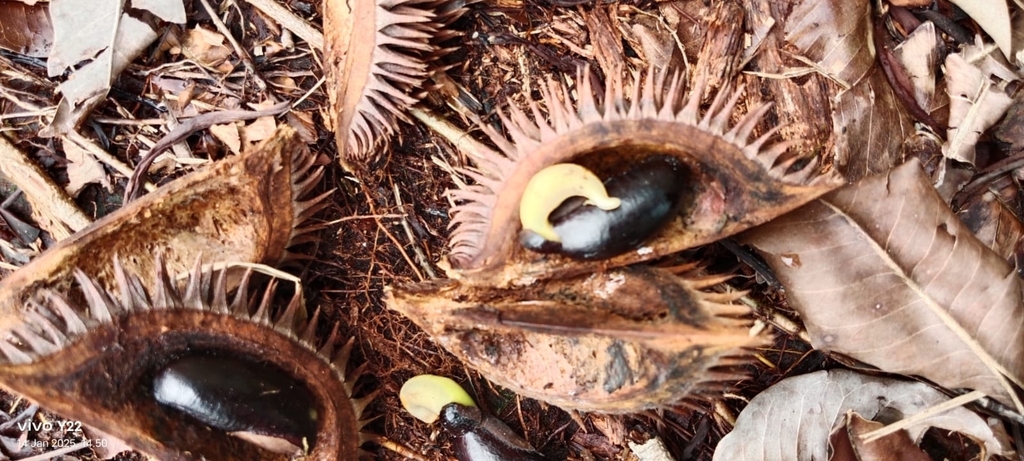 Durio carinatus (Durio carinatus)