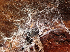 Fungi