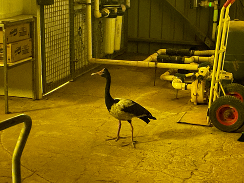 Magpie Goose