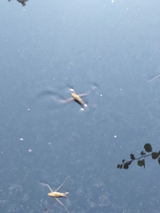 Aquarius ventralis