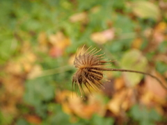 Geum urbanum