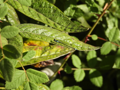 iNaturalist observation photo of Pacific Forktail