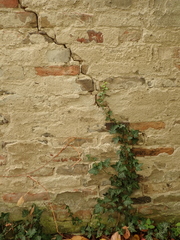 Hedera helix
