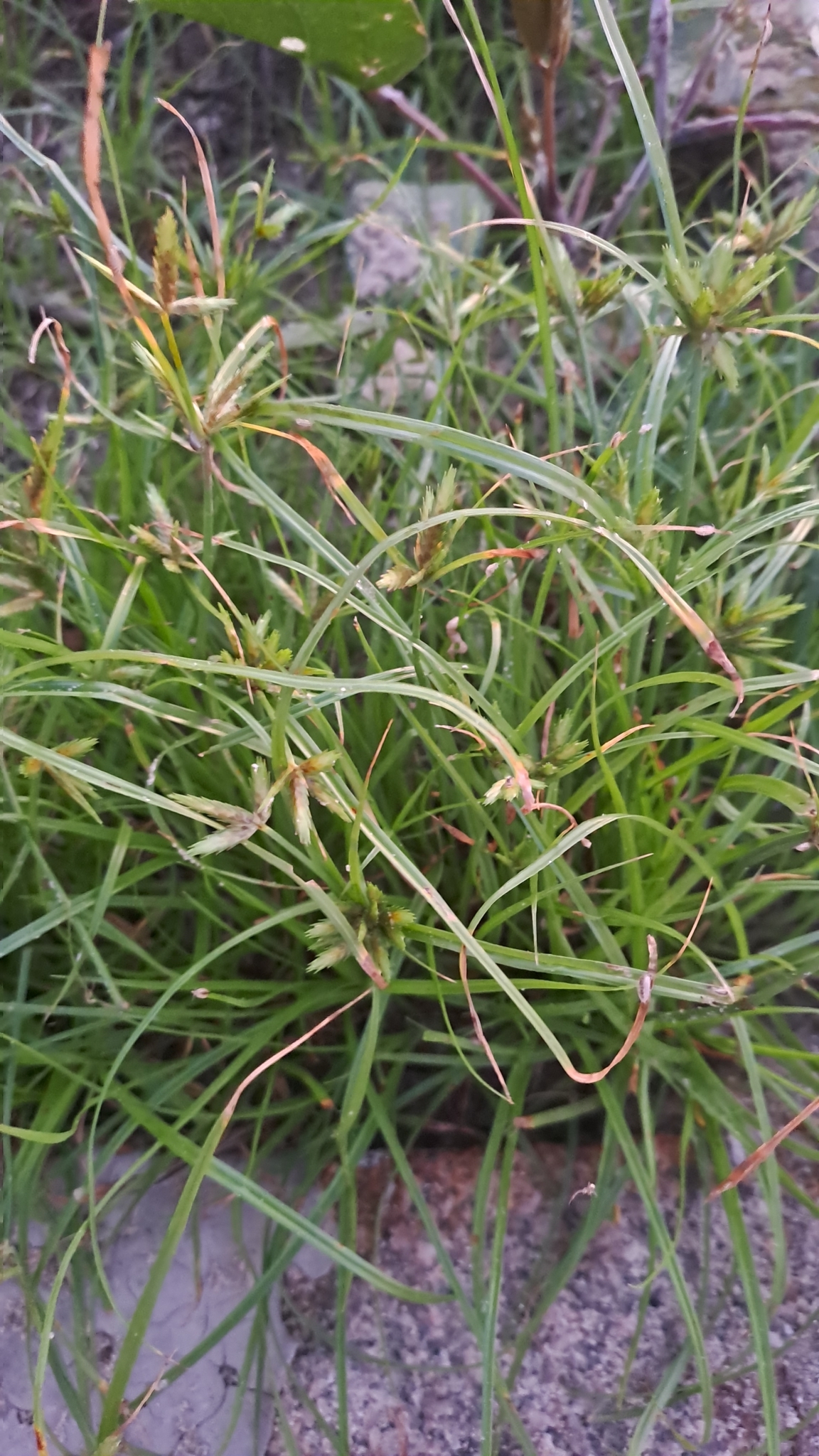 Cyperus compressus — ảnh 3