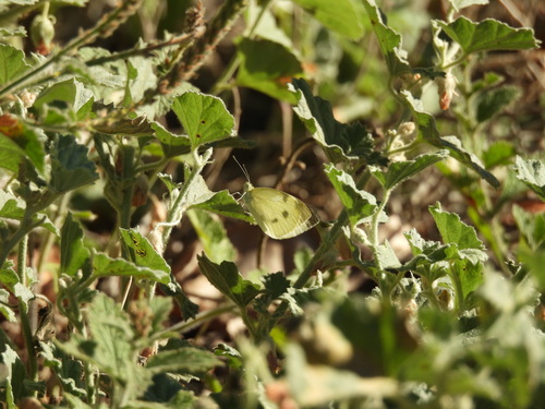 iNaturalist observation photo of Small White