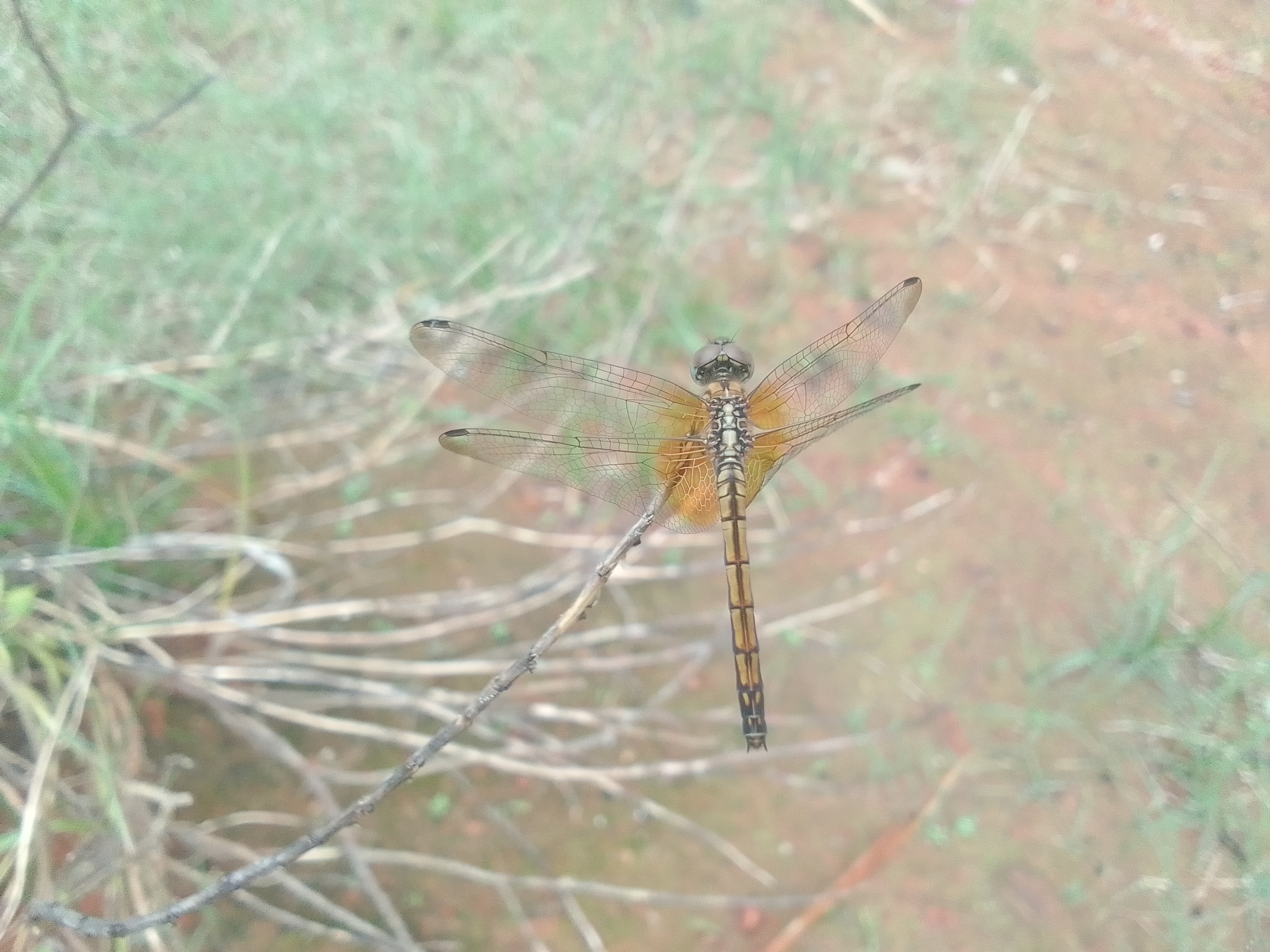 Crimson Marsh Glider