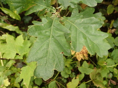 Quercus robur