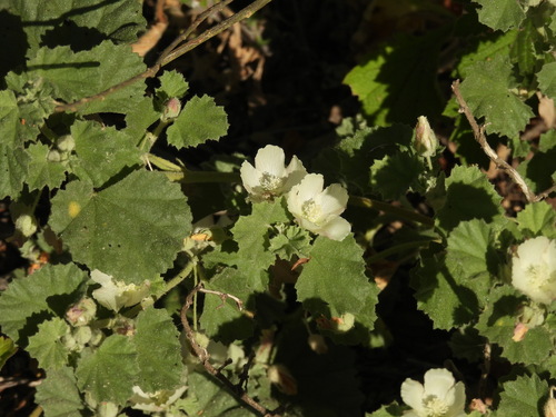 iNaturalist observation photo of alkali mallow