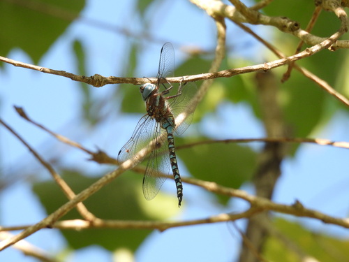iNaturalist observation photo of Blue-eyed Darner