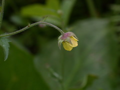 Geum × intermedium