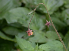 Geum × intermedium