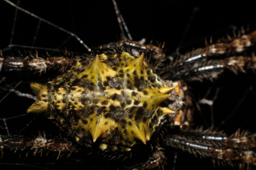 Caerostris pero