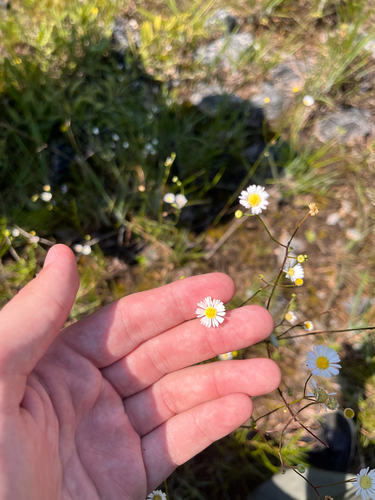 Cahaba daisy fleabane (Erigeron dolomiticola)