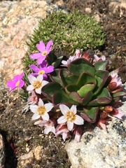 Primula angustifolia