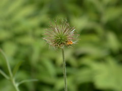 Geum × intermedium
