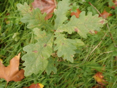 Quercus robur