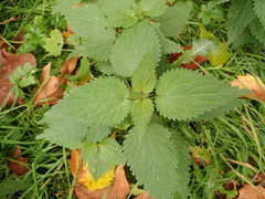 Urtica dioica