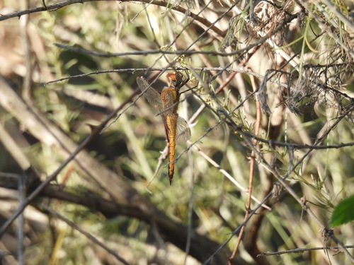 iNaturalist observation photo of Wandering Glider