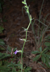 Lobelia reverchonii