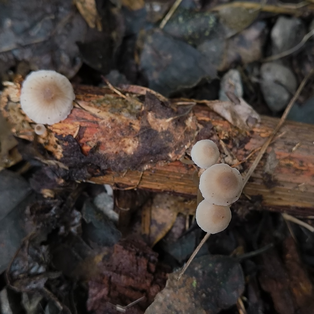 Mycena · July 2025 · photo: © zedt (iNaturalist, cc-by)
