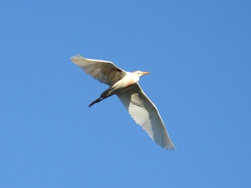 iNaturalist observation photo of Western Cattle-Egret