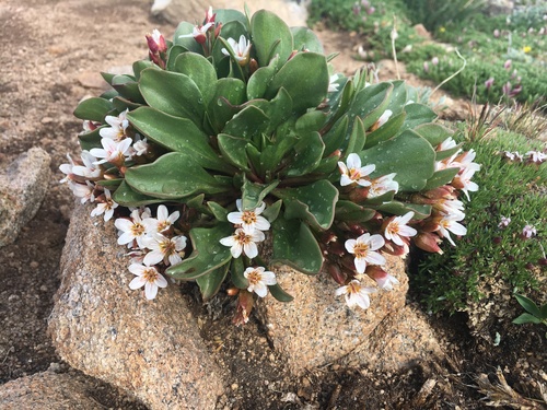 claytonia megarhiza