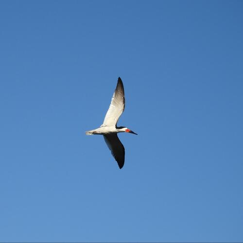 iNaturalist observation photo of Black Skimmer