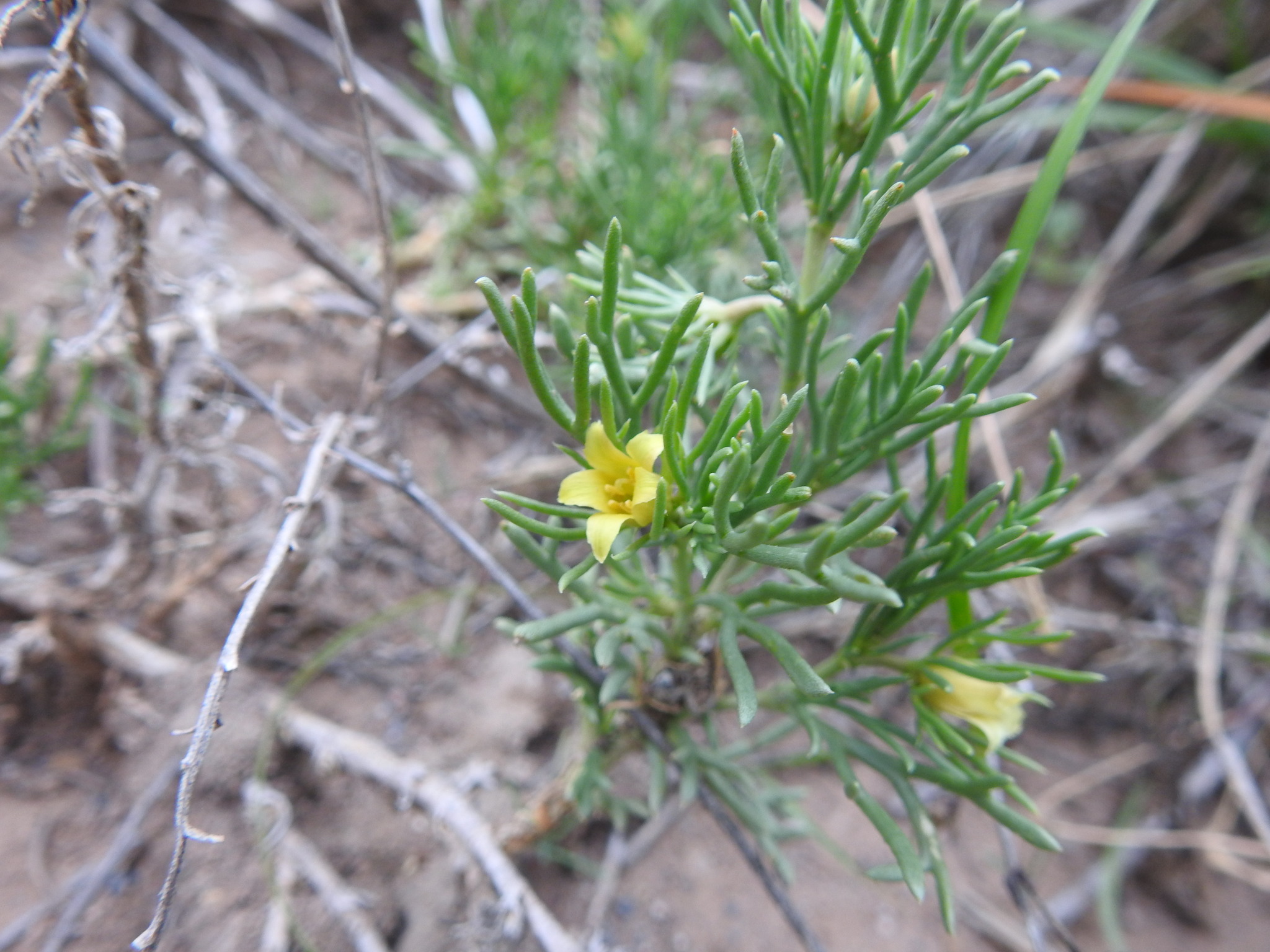 Garbancillo (Peganum mexicanum)