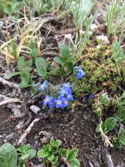 Eritrichium argenteum