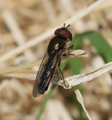 Platycheirus